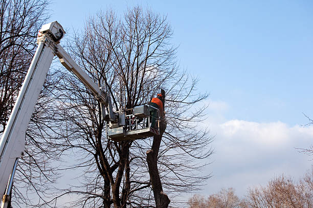 Best Tree Maintenance Programs  in Dale, IN